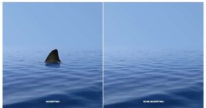 WWF Shark